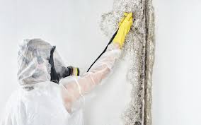 Why You Should Choose Our Mold Remediation Services in Vadnais Heights, MN